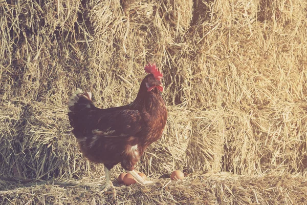 The lifestyle of the farm in the countryside, hens are hatching — Stock Photo, Image