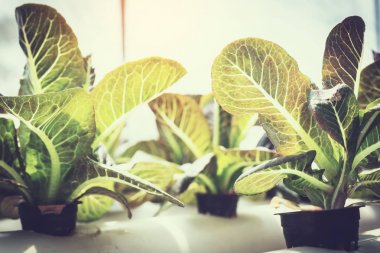 Hydroponic çiftlik teftiş ve büyüme sebze gözlemleyerek çiftçi