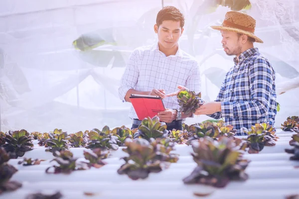 Hydroponic çiftlik teftiş ve büyüme sebze gözlemleyerek çiftçi — Stok fotoğraf