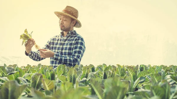 Hydroponic çiftlik teftiş ve büyüme sebze gözlemleyerek çiftçi — Stok fotoğraf