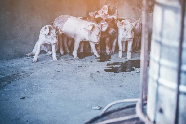 kırsal çok pembe domuz