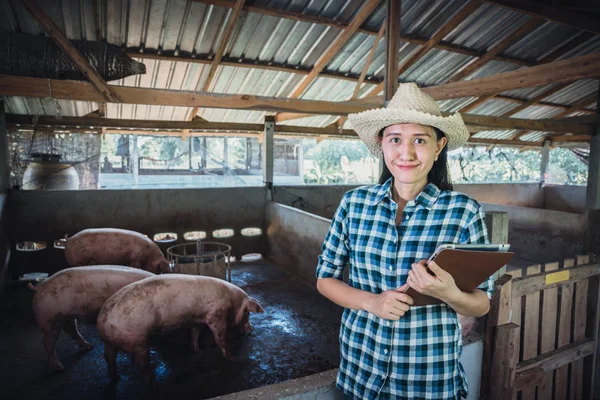 Üzerinde Çalıştığı Veteriner Kontrol Tarım Çiftlik Kadın Teftiş Yapan Domuz — Stok fotoğraf