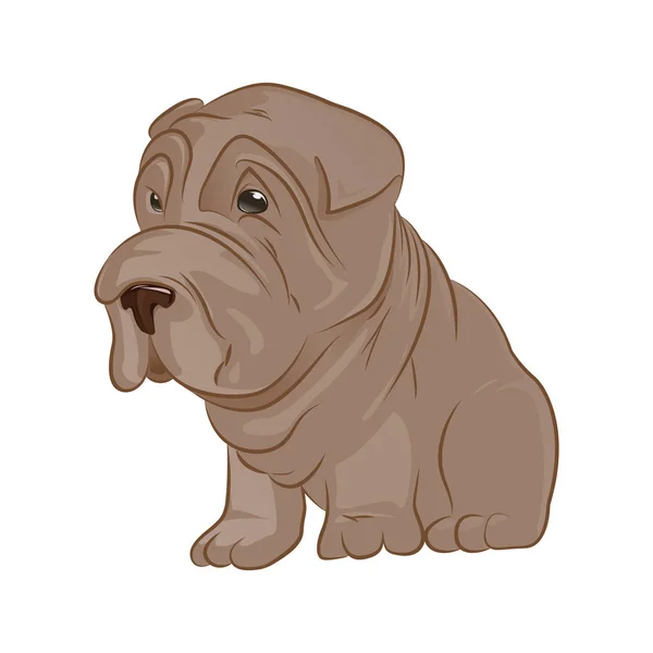 Şirin köpek yavrusu, shar pei