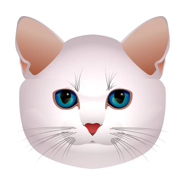  A yavru kedi, kedi namlu