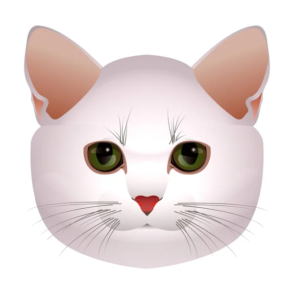  A yavru kedi, kedi namlu