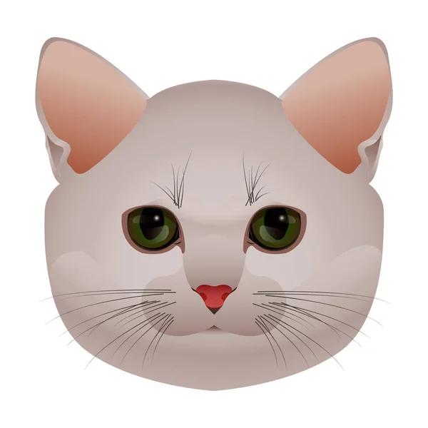  A yavru kedi, kedi namlu