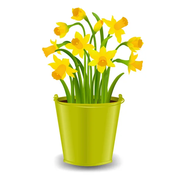 Květiny Narcis v hrnci — Stockový vektor