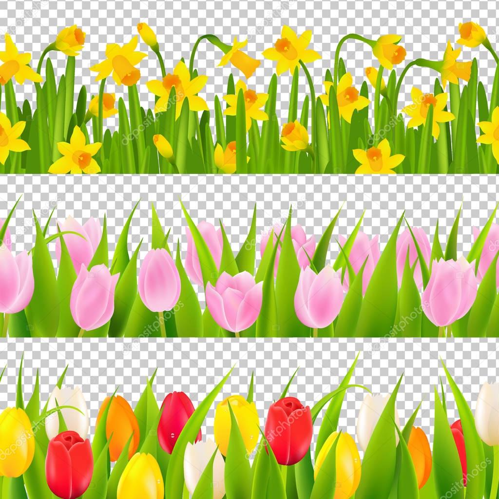 Tulip And Narcissus Background