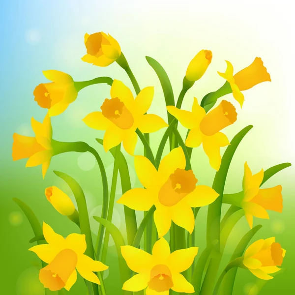 Cartão de Primavera Post com Narciso — Vetor de Stock