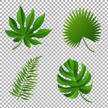 Set of different Tropical Leaves clipart