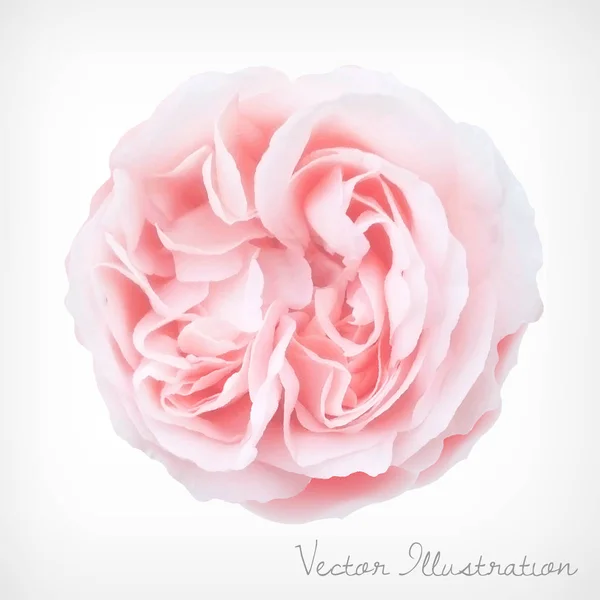 Rose vectorielle pastel — Image vectorielle