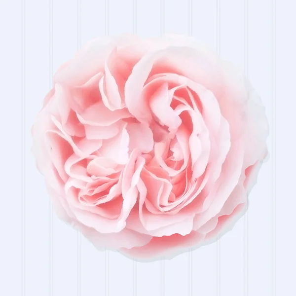 Rose rose illustration — Image vectorielle