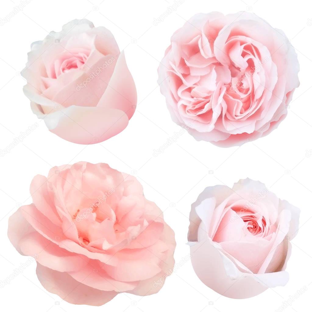 Roses Set illustration 