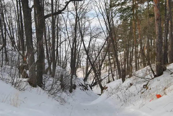 Invierno Cuento Hadas Invierno Cuento Hadas Rusia Mucho Snowin Rusia — Foto de Stock