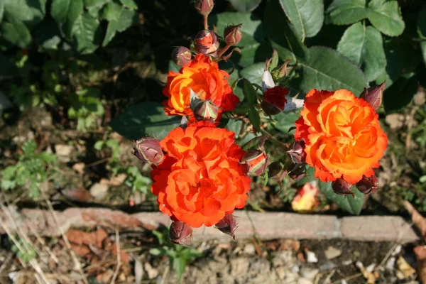 Τριαντάφυλλο Φυτώριο Στην Τοσκάνη — Φωτογραφία Αρχείου