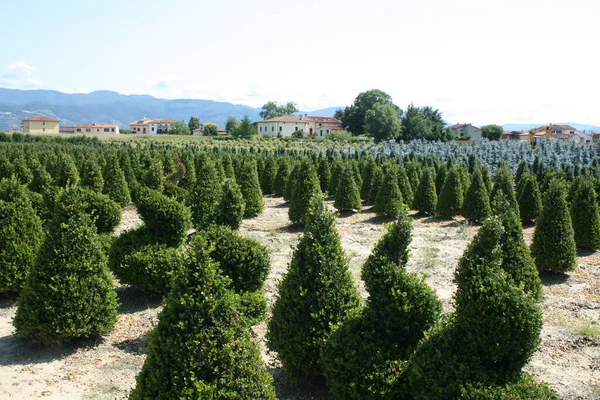 Toscane Kwekerij Van Buxus Planten — Stockfoto