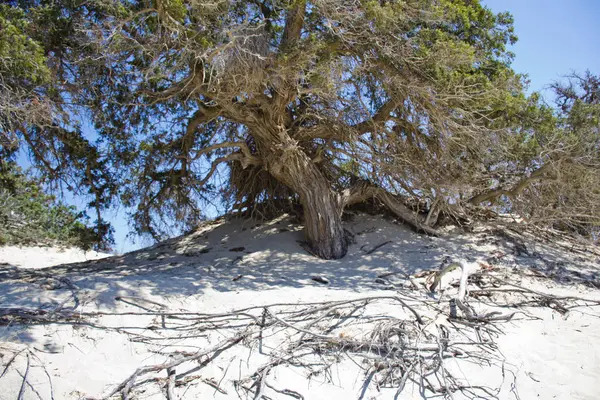 クレタ島のギリシャの島の素晴らしいビーチ — ストック写真