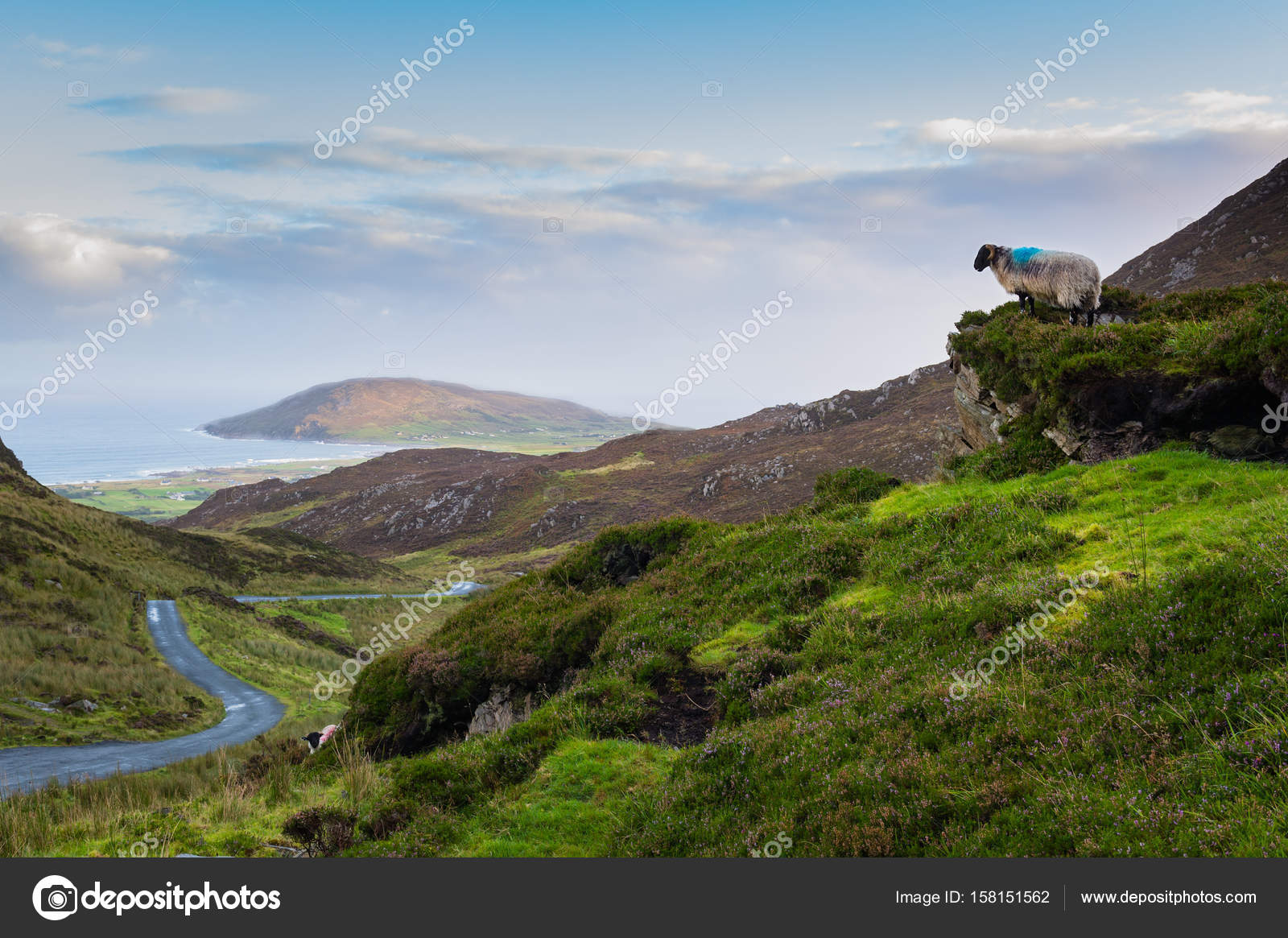 A Sheep Looking Down Towards The Road At Mamore Gap Clonmany Donegal Stock Photo Image By C Paul Shiels A Sheep Looking Down Towards The Road At Mamore Gap Clonmany Donegal Stock Photo Image By C Paul Shiels