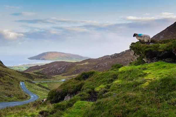 Un mouton regardant vers la route à Mamore Gap, Clonmany, Donegal — Photo