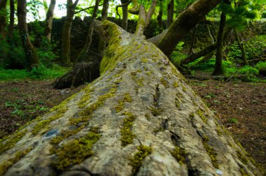 Düşmüş bir ağaç kabuğu arıyorsunuz.