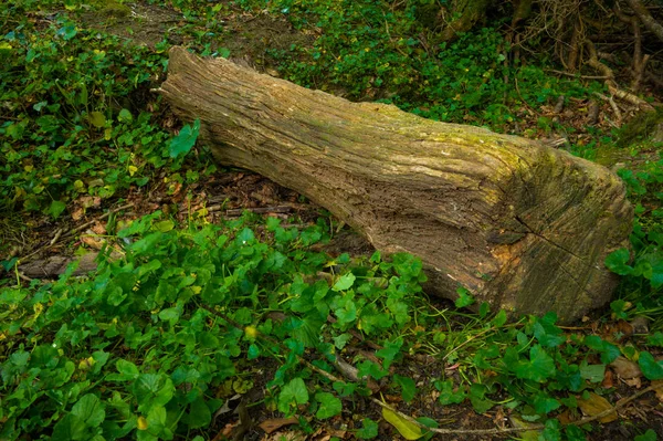 Um velho tronco deitado no chão da floresta . — Fotografia de Stock