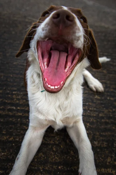 View of inside a dogs mouth.