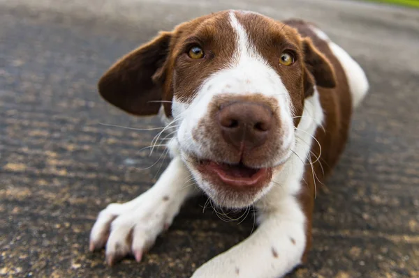 Springer spanial / beton doğru bakarak yalan collie köpek