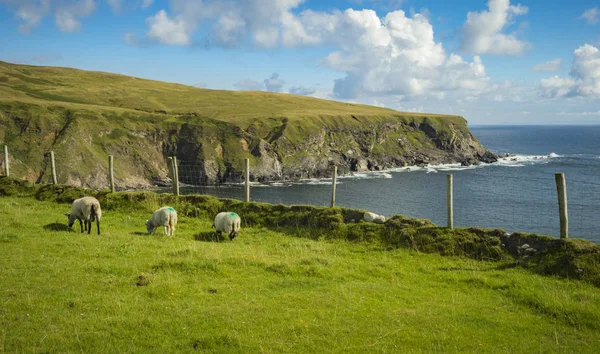 Πρόβατα που βόσκουν σε ένα πεδίο στο Donegal Malin Beg, Co. — Φωτογραφία Αρχείου