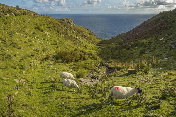 Πρόβατο που βόσκει σε Donegal Slibh Liag, το Co — Φωτογραφία Αρχείου