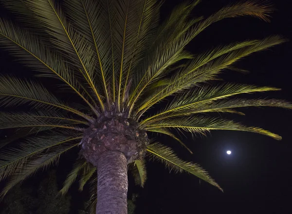 A palm tree at night with the moon in the background