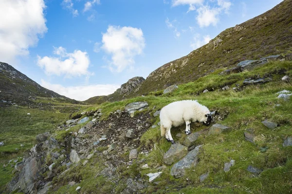 Πρόβατο που βόσκει σε Donegal Slibh Liag, το Co Φωτογραφία Αρχείου