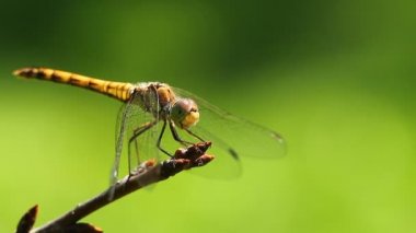 Gün boyunca sarı bir yusufçuğun Macro tarafından vurulması