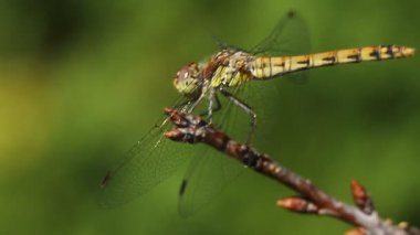 Gün boyunca sarı bir yusufçuğun Macro tarafından vurulması