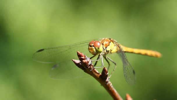 Macro Une Libellule Jaune Pendant Journée — Video