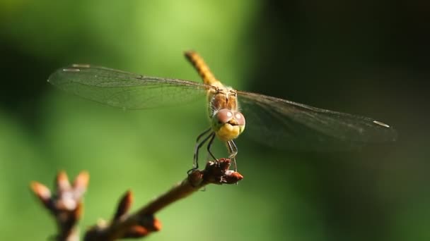 Macro Une Libellule Jaune Pendant Journée — Video