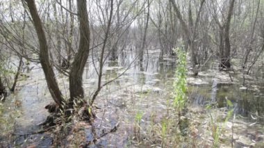 Bitkilerle bataklık. Su, yaprakları.