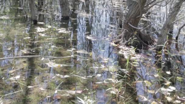 Swamp with plants. Water, leaves. — Stock Video