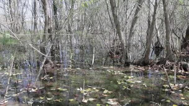 Marais avec des plantes. Eau, feuilles . — Video