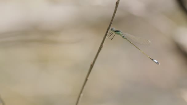Gros plan sur les libellules vertes — Video