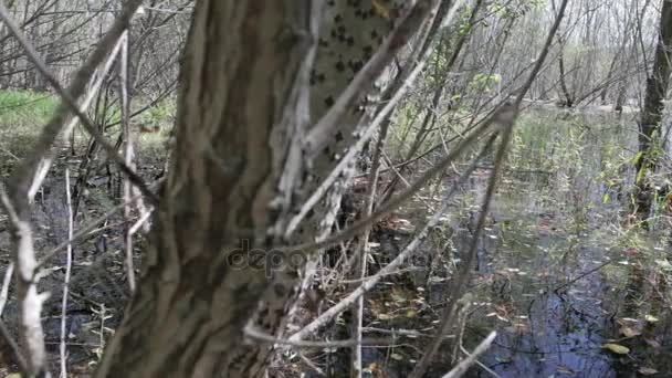 Träsk med växter. Vatten, blad. — Stockvideo