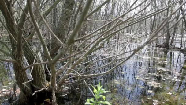 Träsk med växter. Vatten, blad. — Stockvideo