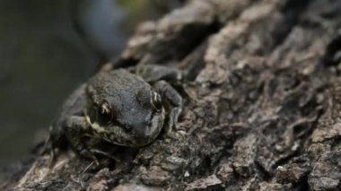 yeşil kurbağa doğada