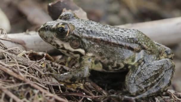 Green frog in nature — Stock Video