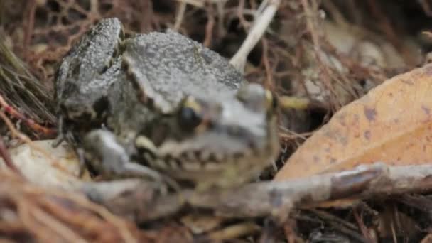 Groene kikker in de natuur — Stockvideo