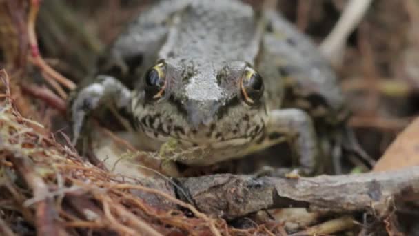 Groene kikker in de natuur — Stockvideo