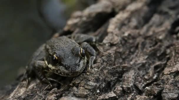 Grüner Frosch in der Natur — Stockvideo