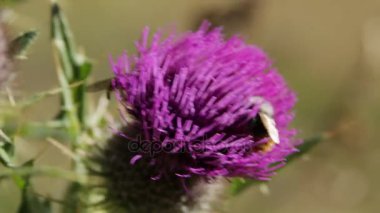 Bumblebee mavi bir çiçek üzerinde