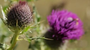 Bumblebee mavi bir çiçek üzerinde