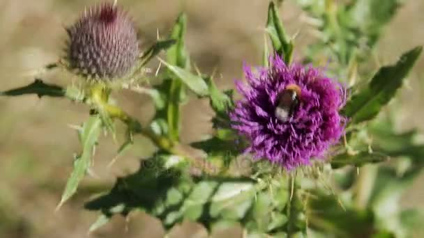 Bumblebee on blue flower field swaying in the wind — Stock Video