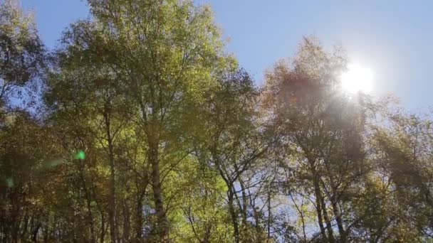 Рух Камери Траві Через Яку Світить Сонце — стокове відео